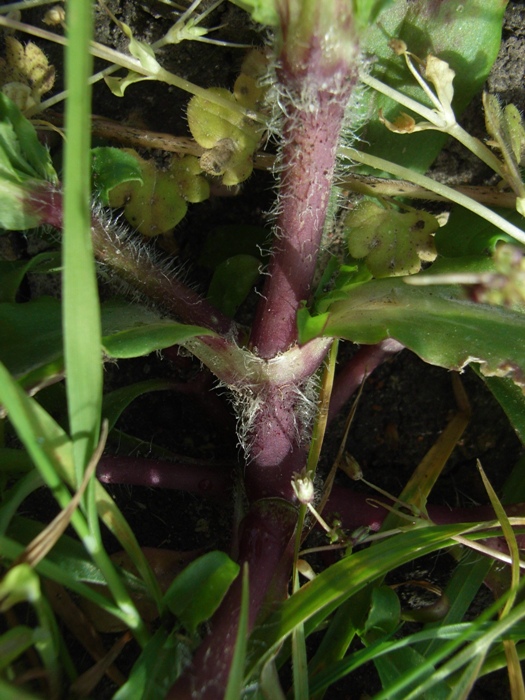 Silene fuscata / Silene scura